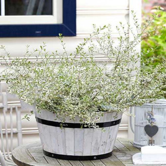 Lemn câinesc Musli imagine 3