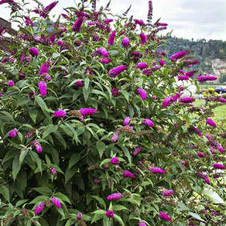 Летен люляк Miss Ruby PBR, С3 изображение 1