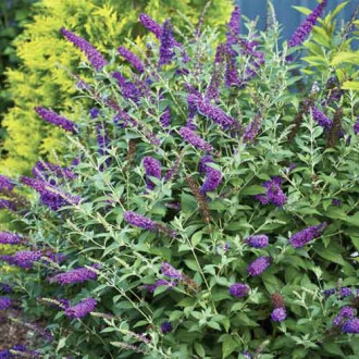 Летен люляк Miss Violet PBR, С3 изображение 9