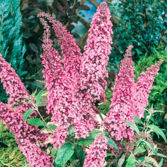 Buddleja Dawida Pink Delight, С2 изображение 17