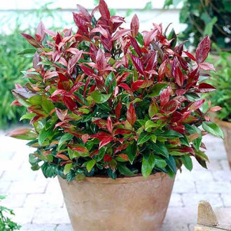 Leucothoe Scarletta imagine 1