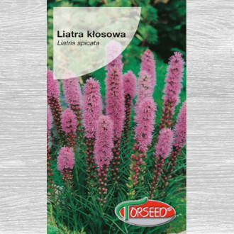 Liatra kłosowa purpuroworóżowa interface.image 3
