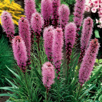Liatra Spicata interface.image 4