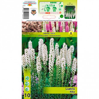 Лиатрис Spicata Alba изображение 2