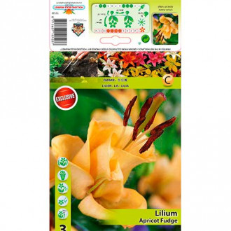 Lilia azjatycka Apricot Fudge interface.image 7