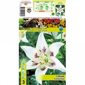 Lilia azjatycka Centerfold interface.image 1