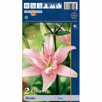 Lilia azjatycka Elodie interface.image 13