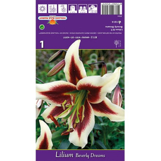 Lilia Beverly Dreams interface.image 7
