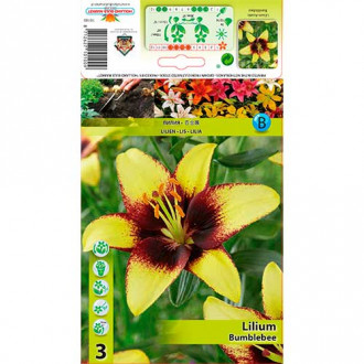 Lilia azjatycka Bumblebee interface.image 13