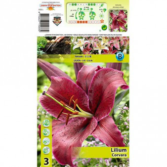 Lilia orientalna Corvara interface.image 15