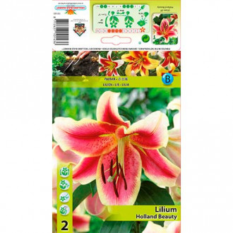 Lilia Holland Beauty interface.image 3