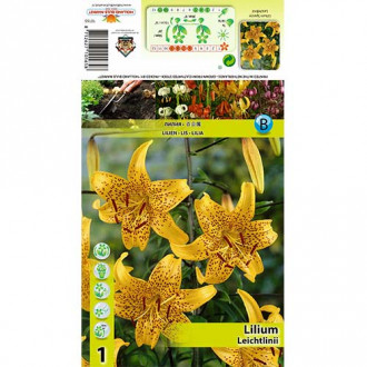 Lilia Leichtlinii interface.image 3