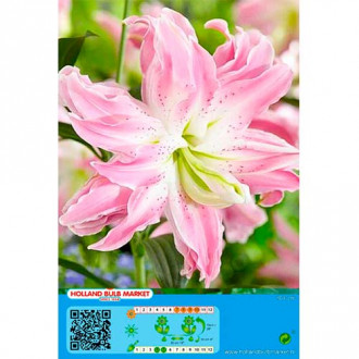 Lilia orientalna Lotus Elegance interface.image 13