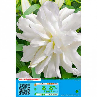Lilia orientalna Lotus Ice interface.image 14