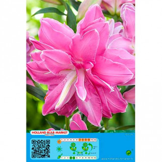 Lilia orientalna Lotus Wonder interface.image 12