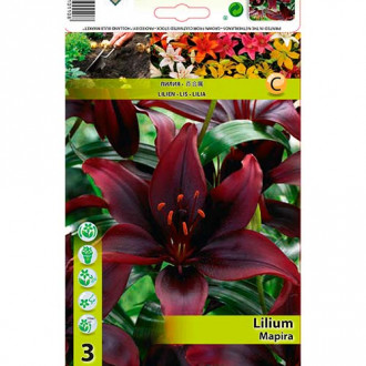 Lilia azjatycka Mapira interface.image 8