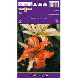 Lilia Must See interface.image 14