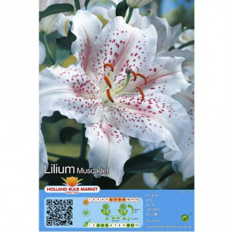 Lilia orientalna Muscadet interface.image 10