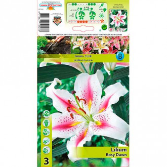 Lilia orientalna Rosy Dawn interface.image 17