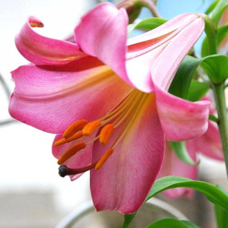 Lilia trabkowa Pink Perfection interface.image 6