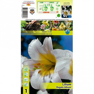 Lilia trąbkowa Regale Album interface.image 2