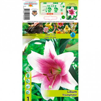 Lilia Triumphator interface.image 16