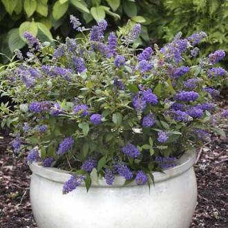 Liliac de vară Blue Chip Jr PBR, C3 imagine 6