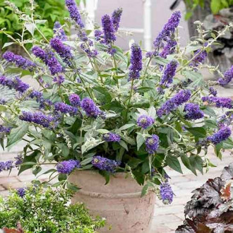 Liliac de vară Blue Chip imagine 6