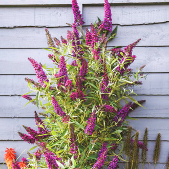 Liliac de vară Butterfly Tower imagine 10