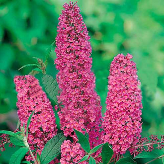 Liliac de vară Ile de France imagine 9