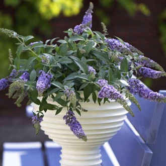 Liliac de vară Lilac Chip PBR, C3 imagine 7