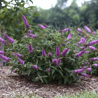 Liliac de vară Pink Micro Chip PBR, C3 imagine 8