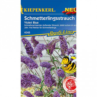 Liliac de vară Violet Blue Kiepenkerl imagine 18