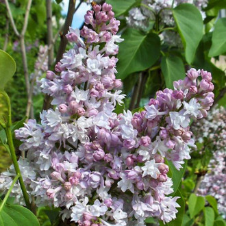 Liliac General Pershing imagine 9