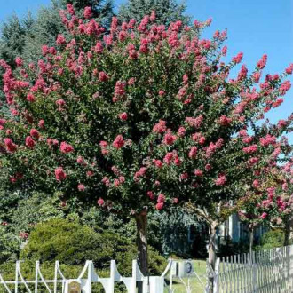 Liliac indian Rosea Nova imagine 2