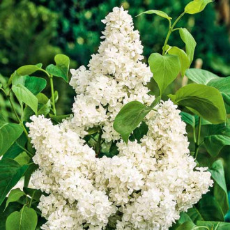 Liliac Lemoine imagine 10