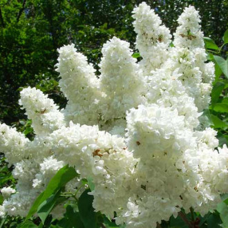 Liliac Madame Lemoine imagine 8