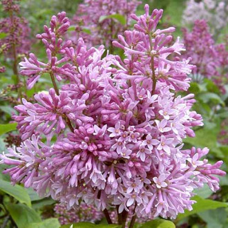 Liliac Minuet imagine 17