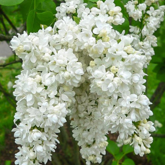 Liliac Miss Ellen Willmott imagine 4