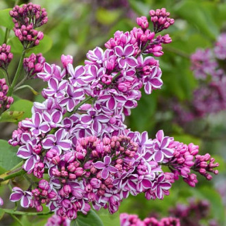 Liliac Sensation imagine 5