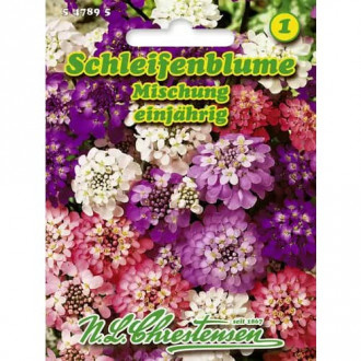 Lilicele Candy Tuft, mix multicolor imagine 2