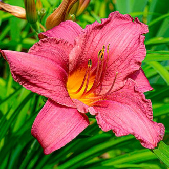 Liliowiec (Hemerocallis) Dark Pink interface.image 16
