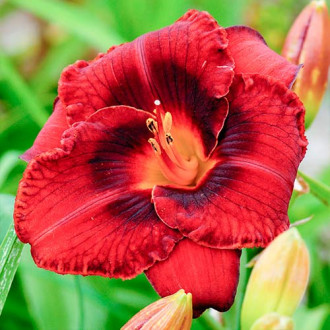 Liliowiec (Hemerocallis) Dark red interface.image 13