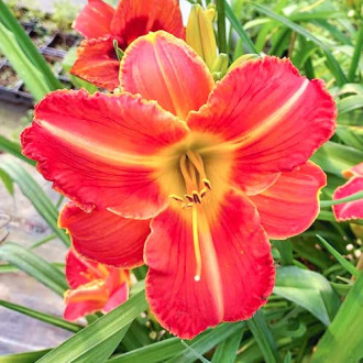 Liliowiec (Hemerocallis) Orange interface.image 18