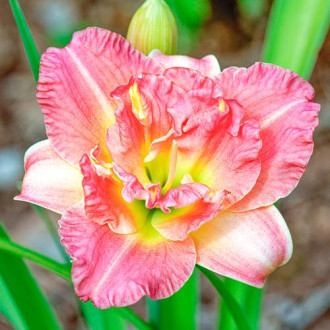Liliowiec (Hemerocallis) Pink interface.image 15