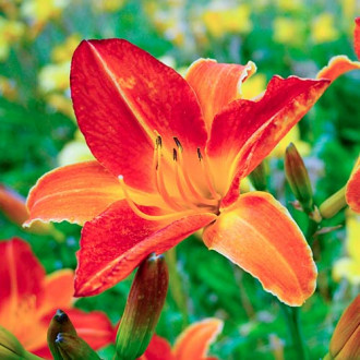 Liliowiec Red interface.image 1