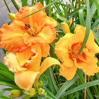 Liliowiec Yellow interface.image 3