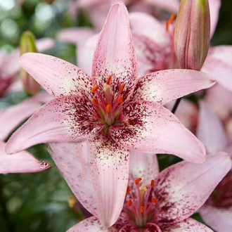 Лилиум азиатски Pink Pixels изображение 13