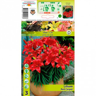 Лилиум азиатски Red Carpet изображение 14
