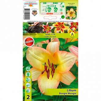 Лилиум Boogie Woogie изображение 1